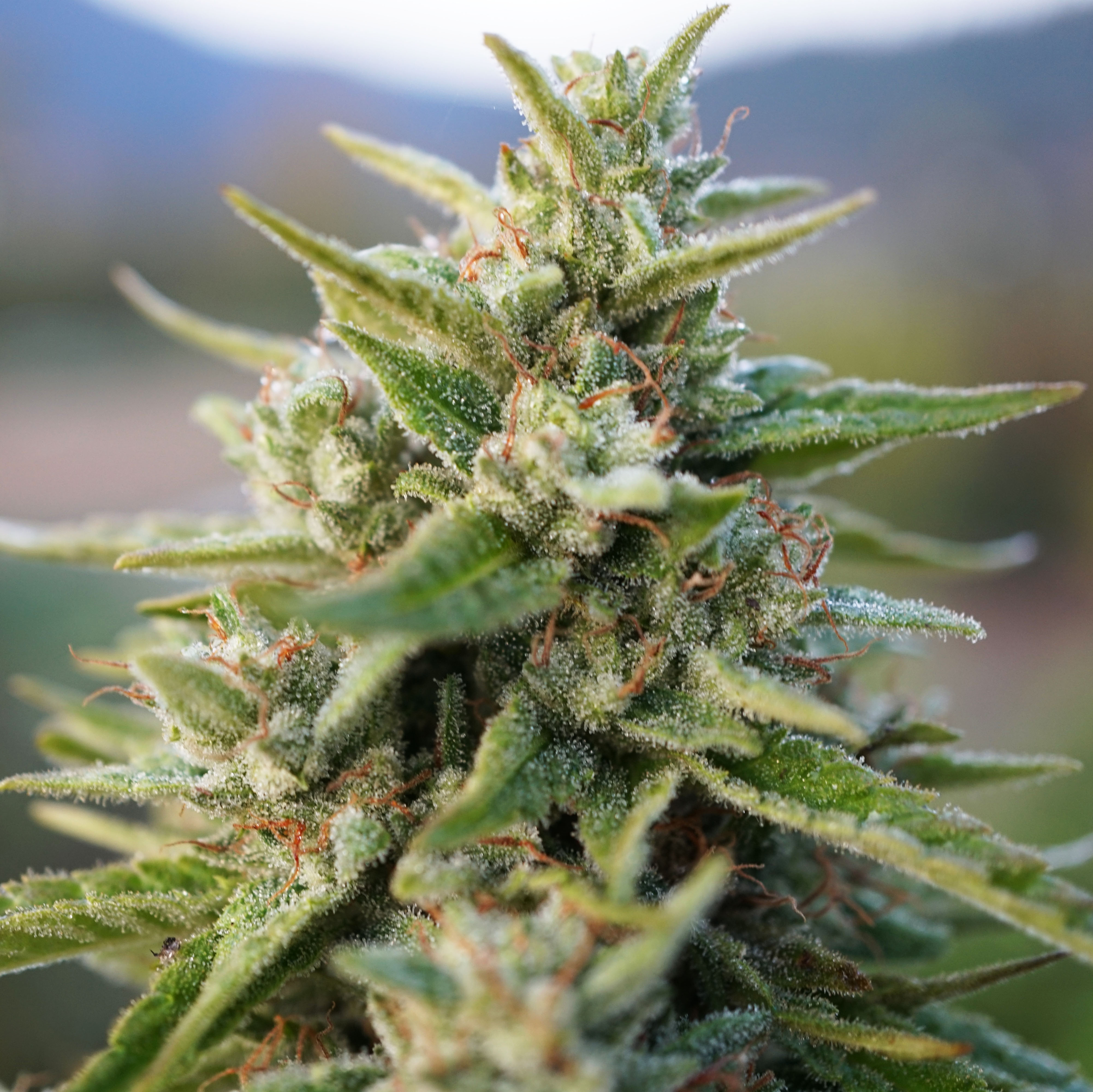 Hawaiian Haze Strain | CBD Hemp Flower – Hemp Worldwide